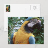 Parrot Briefkaart (Voorkant / Achterkant)