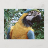 Parrot Briefkaart (Voorkant)