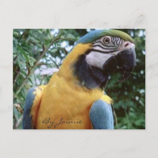 Parrot Briefkaart (Voorkant)