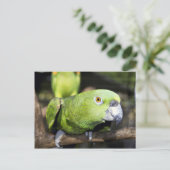 Parrot Briefkaart (Staand voorkant)