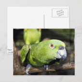 Parrot Briefkaart (Voorkant / Achterkant)