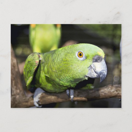 Parrot Briefkaart (Voorkant)