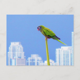 ~Parrot~ BRIEFKAART, AANGEPAST Briefkaart