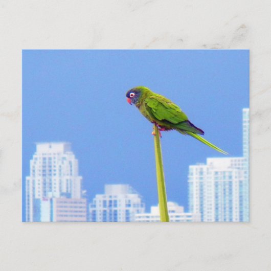 ~Parrot~ BRIEFKAART, AANGEPAST Briefkaart (Voorkant)
