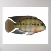 Parrot Cichlid Poster (Voorkant)