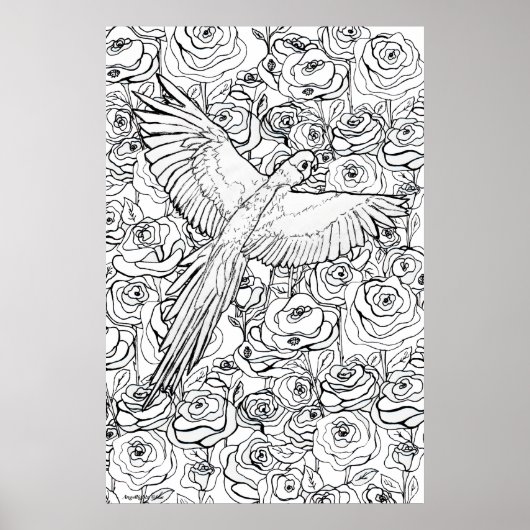 Parrot Clarity Poster (Voorkant)