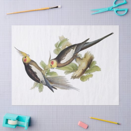 Parrot Cockatiel Art Tissuepapier (Craft)