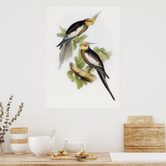Parrot Cockatoo Cockatiel Art Poster (Keuken)