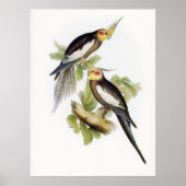 Parrot Cockatoo Cockatiel Art Poster (Voorkant)