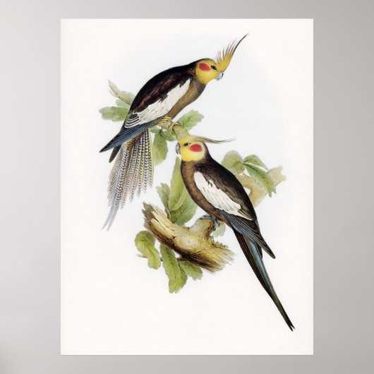 Parrot Cockatoo Cockatiel Art Poster (Voorkant)