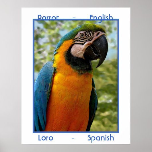 Parrot English, Loro Spaans Poster (Voorkant)