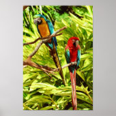 Parrot Friends Poster (Voorkant)