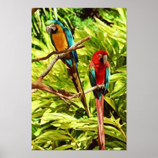 Parrot Friends Poster (Voorkant)