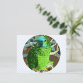 Parrot Green Briefkaart (Staand voorkant)