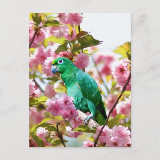 Parrot in Cherry Blossom Briefkaart (Voorkant)