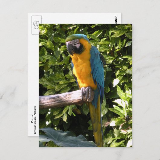 Parrot in de dierentuin van Birmingham Briefkaart (Voorkant / Achterkant)