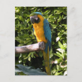 Parrot in de dierentuin van Birmingham Briefkaart (Voorkant)