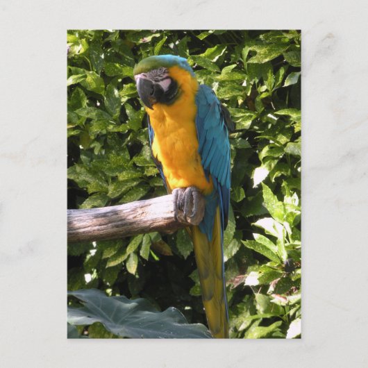 Parrot in de dierentuin van Birmingham Briefkaart (Voorkant)
