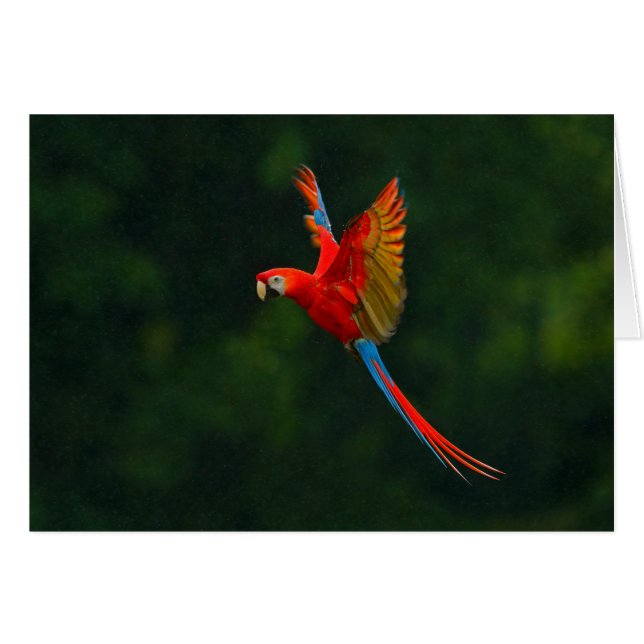 Parrot in vlucht (Voorkant Horizontaal)
