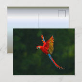 Parrot in vlucht briefkaart (Voorkant / Achterkant)