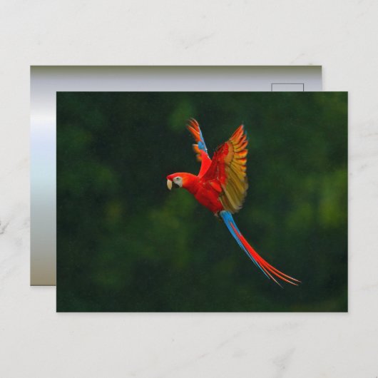 Parrot in vlucht briefkaart (Voorkant / Achterkant)
