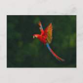 Parrot in vlucht briefkaart (Voorkant)