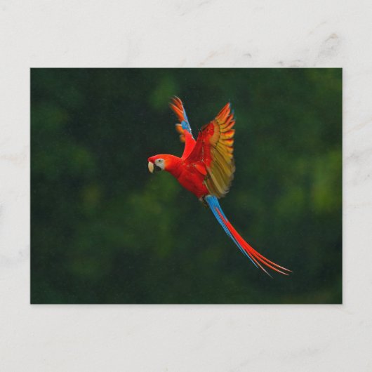Parrot in vlucht briefkaart (Voorkant)