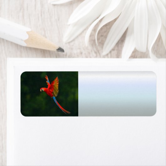 Parrot in vlucht etiket (Insitu)