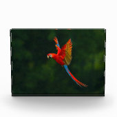 Parrot in vlucht fotoblokken (Voorkant)