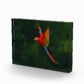 Parrot in vlucht fotoblokken (Rechts)