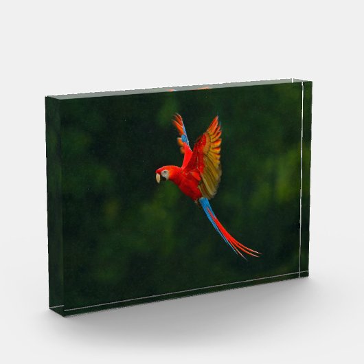 Parrot in vlucht fotoblokken (Links)