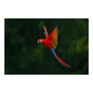 Parrot in vlucht perfect poster