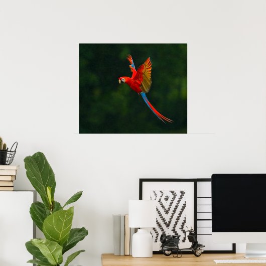 Parrot in vlucht poster (Thuiskantoor)