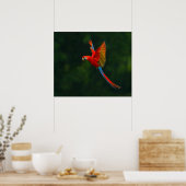 Parrot in vlucht poster (Keuken)