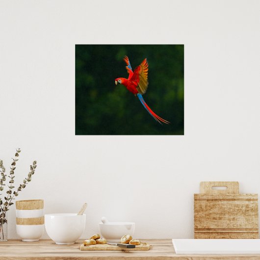 Parrot in vlucht poster (Keuken)