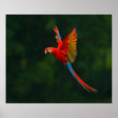 Parrot in vlucht poster (Voorkant)