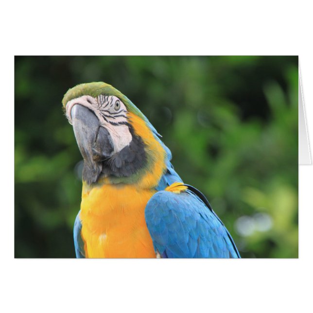 Parrot-kaart (Voorkant Horizontaal)
