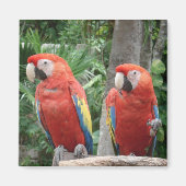 Parrot Magnet (Voorkant)