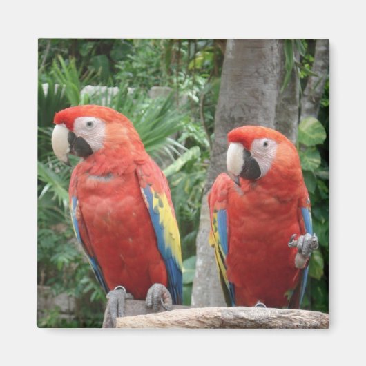 Parrot Magnet (Voorkant)
