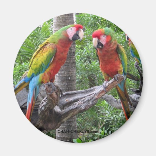 Parrot Magnet (Voorkant)