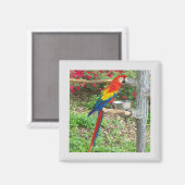 Parrot Magnet (Voorkant / Achterkant)