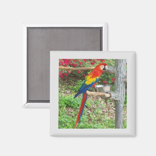 Parrot Magnet (Voorkant / Achterkant)