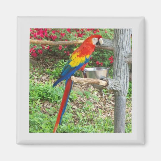 Parrot Magnet (Voorkant)