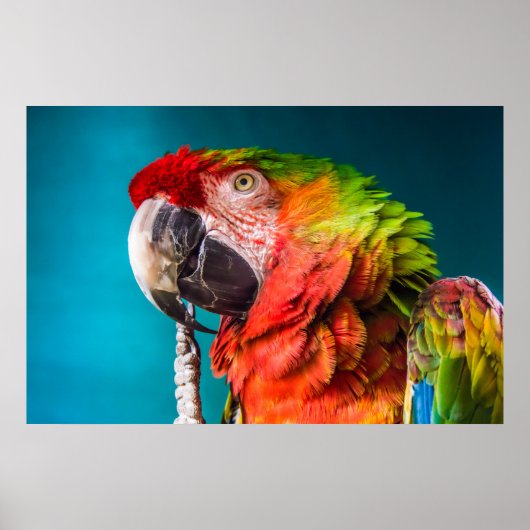 Parrot Modern Photography Poster (Voorkant)
