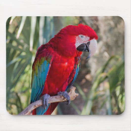Parrot Muismat (Voorkant)