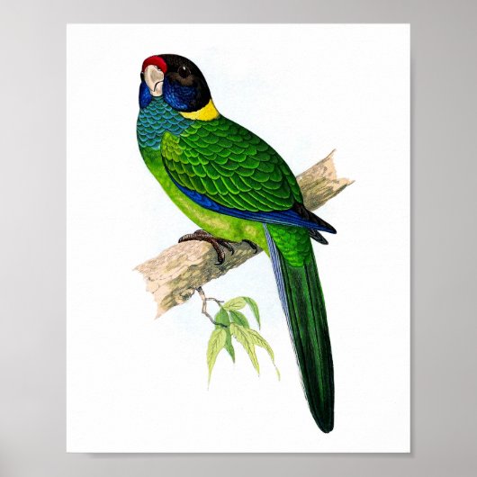 Parrot No.8 Tropische Antiek ornithologie Print (Voorkant)
