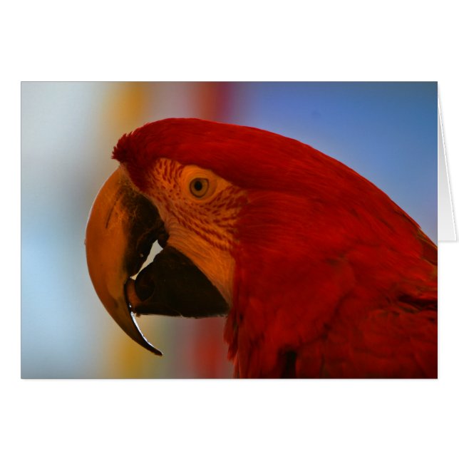 Parrot Note Card (Voorkant Horizontaal)
