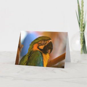 Parrot Note Card Kaart