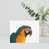 Parrot Notes Briefkaart (Staand voorkant)