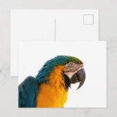 Parrot Notes Briefkaart (Voorkant / Achterkant)